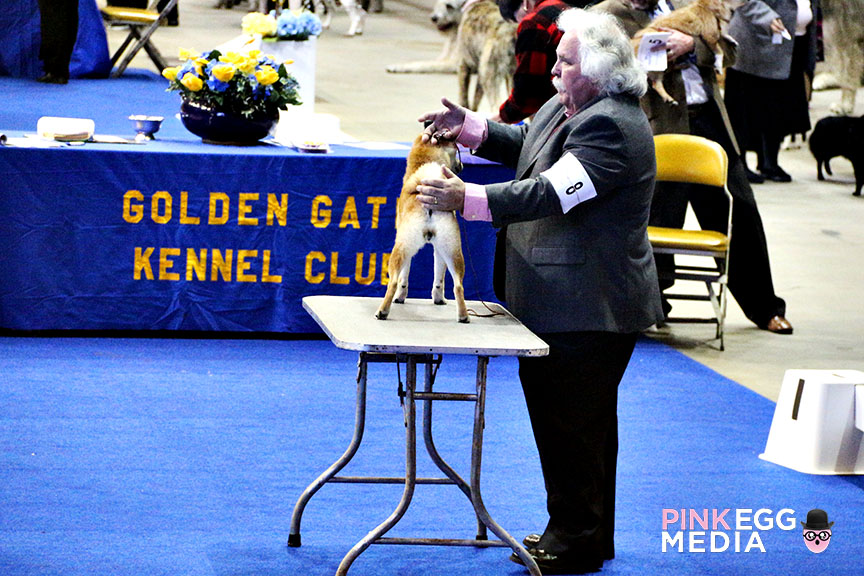 Cow Palace Dog Show Cow Palace Dog Show