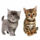 The Uber Kittens Are Coming!