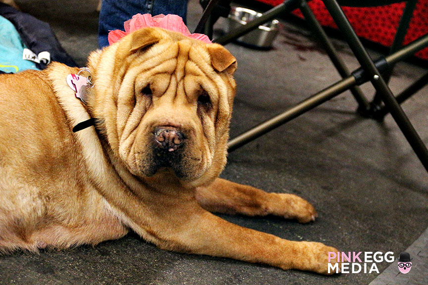 The Golden Gate Kennel Club Dog Show