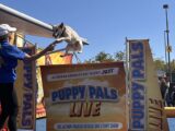 34th Annual Bay Area KidFest